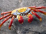 Galapagos 6-1-09 Santiago Puerto Egas Sally Lightfoot Crab The Sally Lightfoot crabs are abundant on the lava rocks along the water's edge.